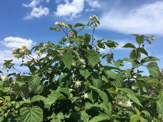 Fruchtansatz Himbeeren