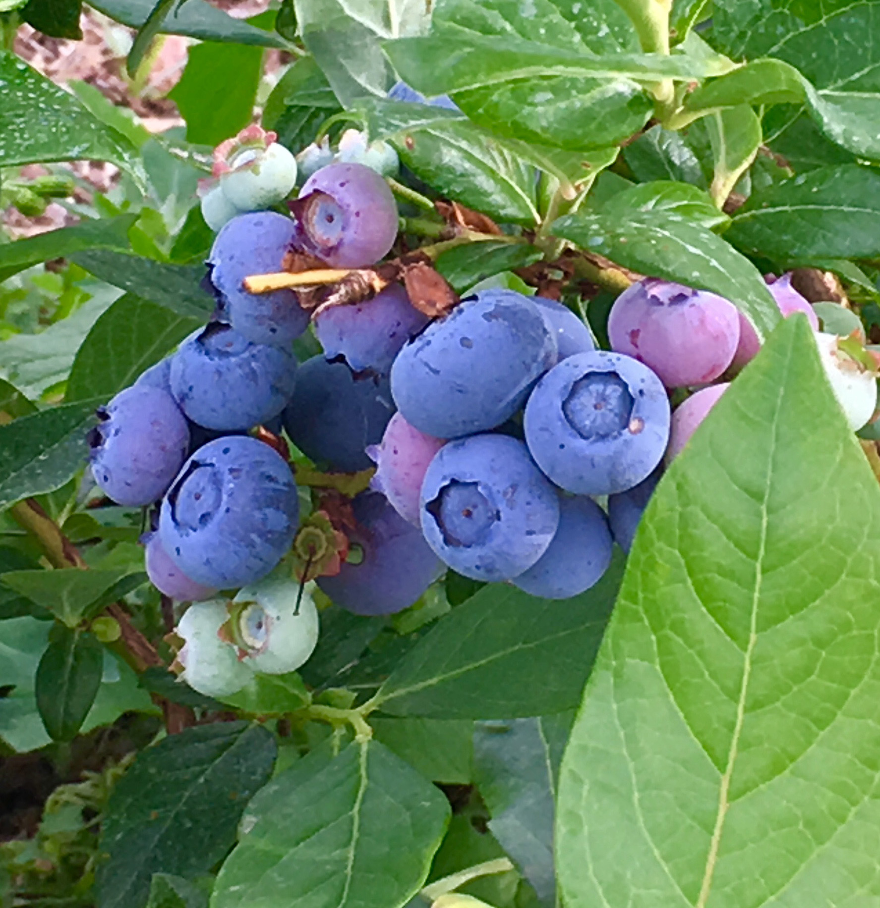 Heidelbeeren