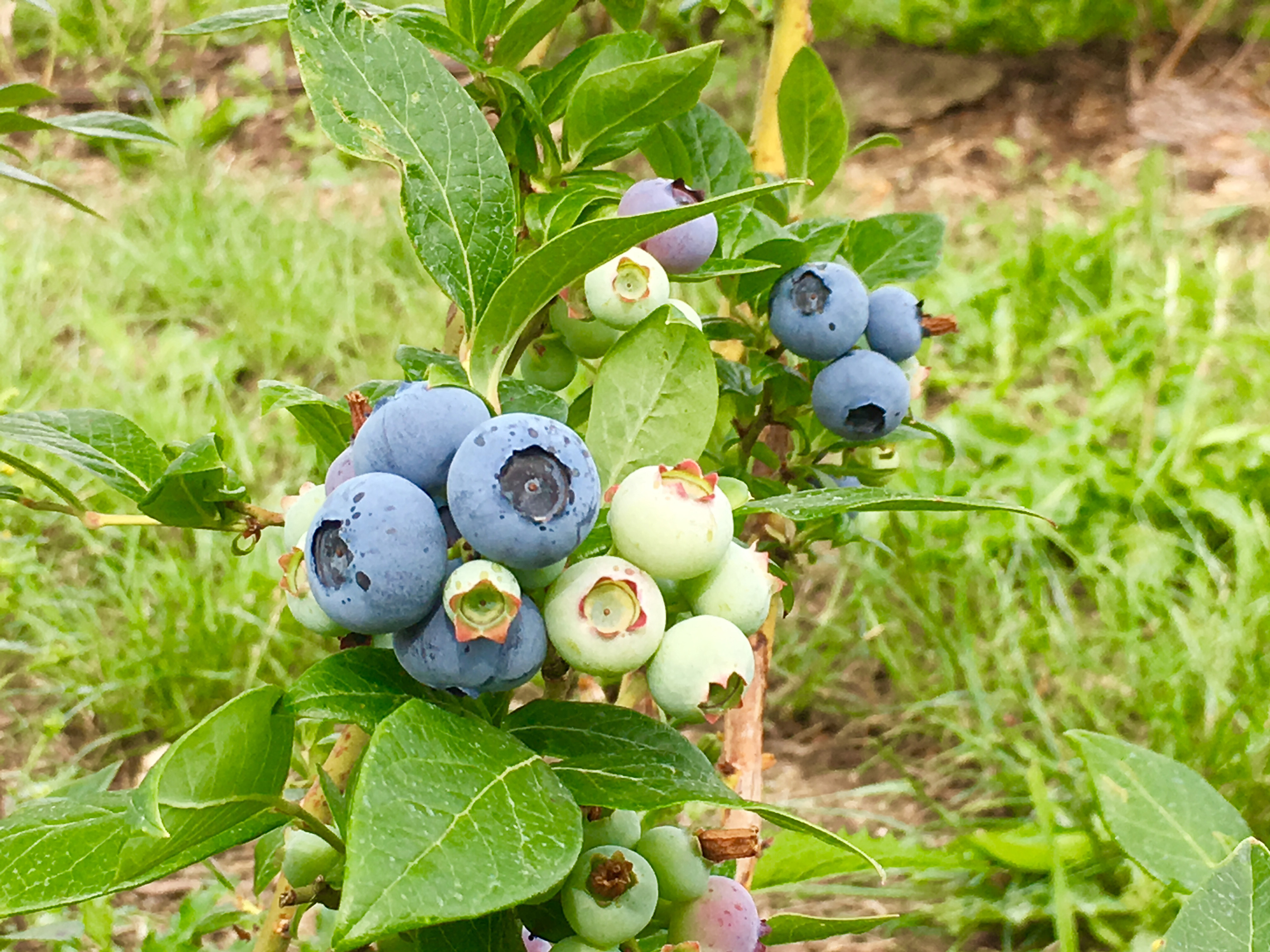 Heidelbeeren