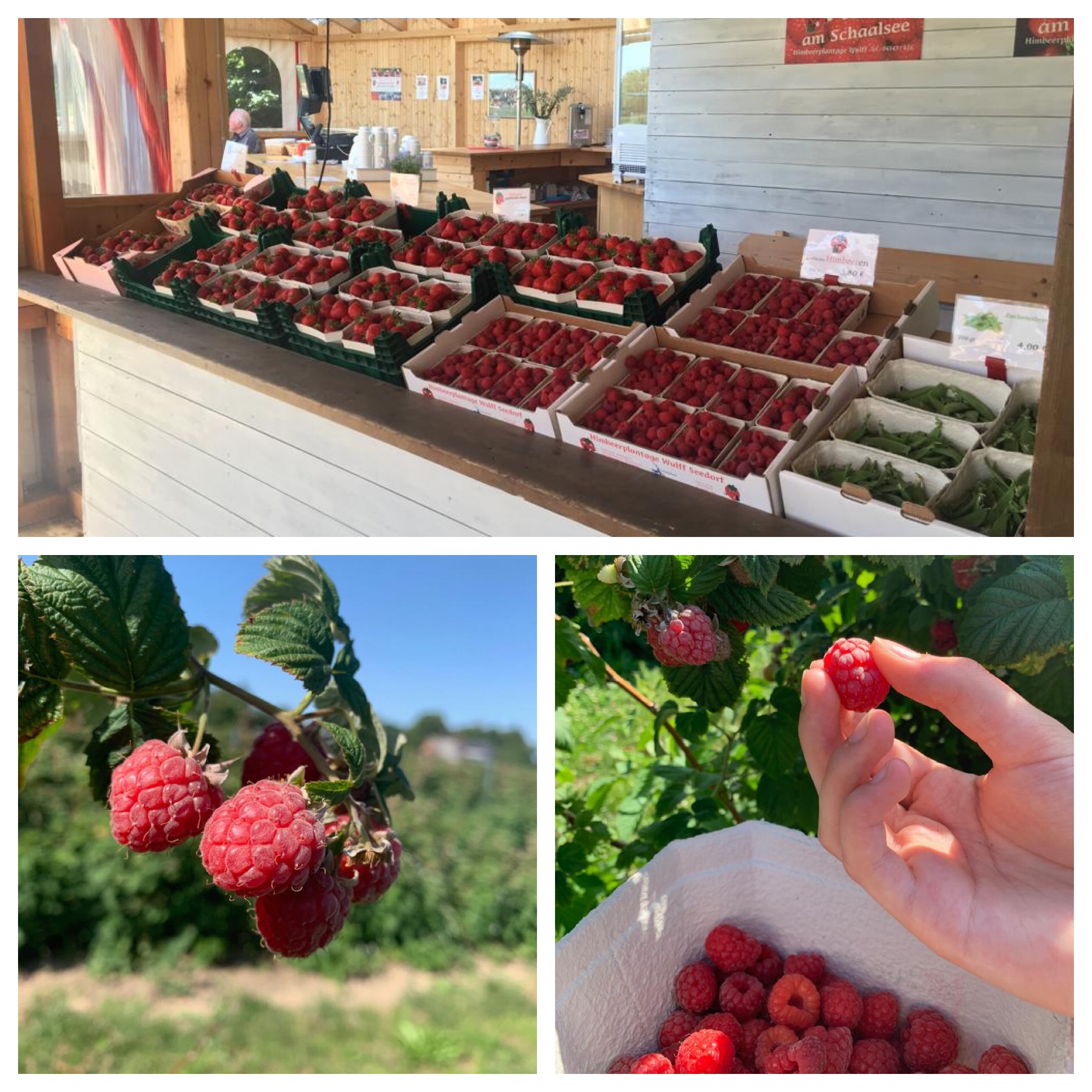 Himbeeren